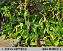 Hosta minor (funkia mniejsza)