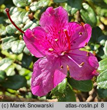 Rhododendron saluenense var. prostratum (różanecznik salueneński)