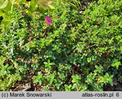 Rhododendron saluenense var. prostratum (różanecznik salueneński)