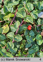 Muehlenbeckia axillaris (muhlenbekia niska)