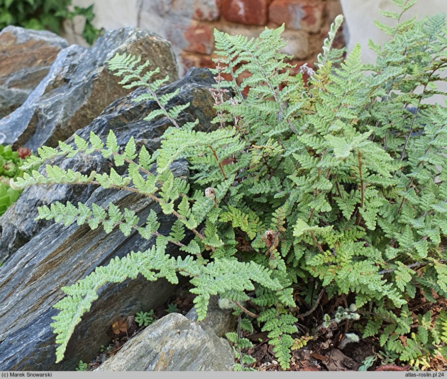 Cheilanthes lanosa (rozwartka wełniasta)