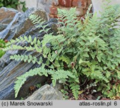 Cheilanthes lanosa (rozwartka wełniasta)