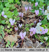 Cyclamen hederifolium (cyklamen bluszczolistny)