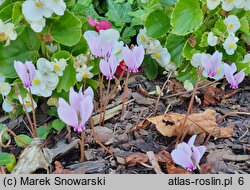 Cyclamen hederifolium (cyklamen bluszczolistny)