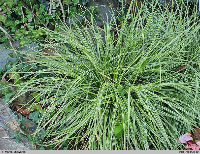 Carex oshimensis Fiwhite