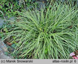 Carex oshimensis Fiwhite