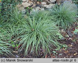 Carex oshimensis Fiwhite