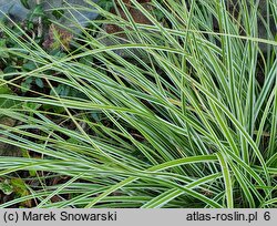 Carex oshimensis Fiwhite