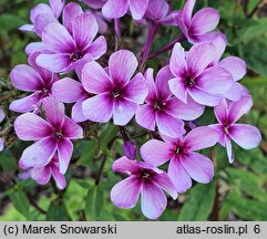 Phlox paniculata Early Purple Pink Eye