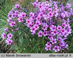 Phlox paniculata Early Purple Pink Eye