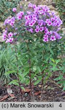 Phlox paniculata Early Purple Pink Eye