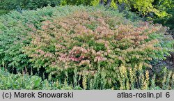 Euonymus alatus Select