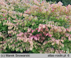 Euonymus alatus Select