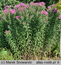 Symphyotrichum novae-angliae Roter Stern