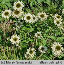 Echinacea purpurea Virgin