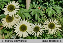 Echinacea purpurea Virgin