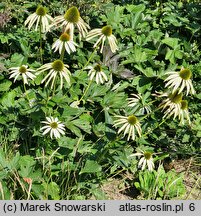 Echinacea purpurea Virgin