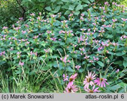 Chelone lyonii (żółwik Lyona)