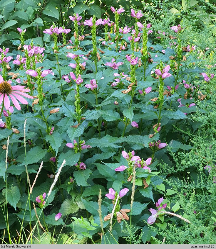 Chelone lyonii (żółwik Lyona)