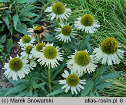 Echinacea Meditation White