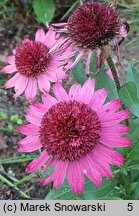 Echinacea Delicious Candy