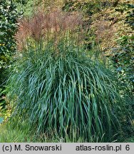 Miscanthus sinensis Kupferberg