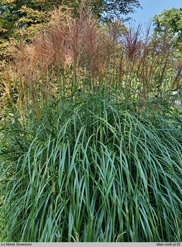 Miscanthus sinensis Kupferberg