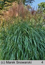 Miscanthus sinensis Kupferberg