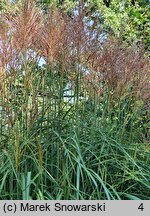 Miscanthus sinensis Kupferberg