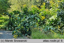 Silphium perfoliatum (różnik przerosłolistny)