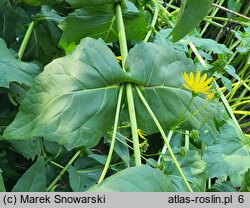 Silphium perfoliatum (różnik przerosłolistny)