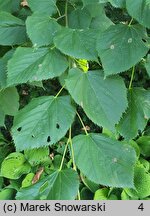 Tilia dasystyla ssp. caucasica (lipa begoniolistna)