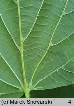 Tilia dasystyla ssp. caucasica (lipa begoniolistna)