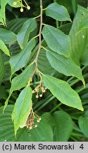 Tilia kiusiana (lipa kiusiu)