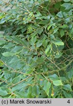 Tilia kiusiana (lipa kiusiu)