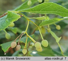 Tilia kiusiana (lipa kiusiu)