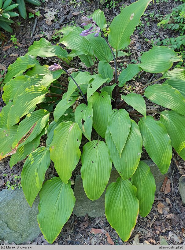 Hosta Red October