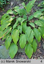 Hosta Red October