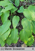 Hosta Red October