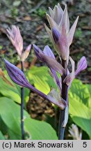 Hosta Red October