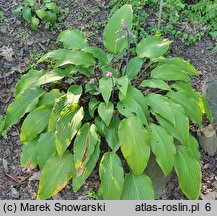 Hosta Red October