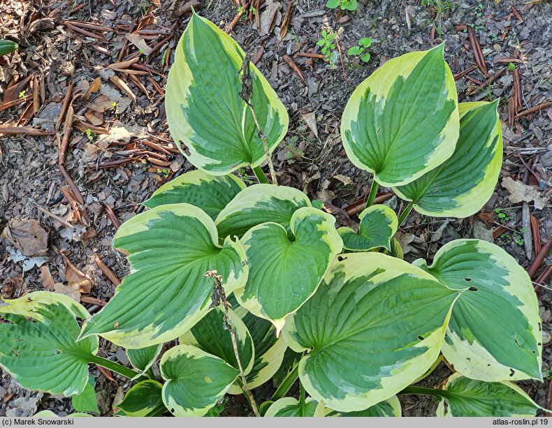 Hosta Moongate Flying Saucer