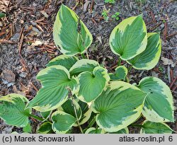 Hosta Moongate Flying Saucer