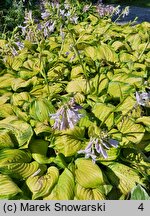 Hosta Stained Glass