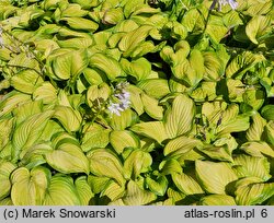 Hosta Stained Glass