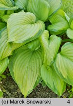 Hosta Stained Glass