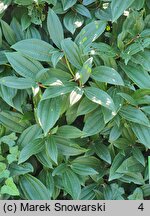 Viburnum davidi (kalina Davida)