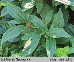 Viburnum davidi (kalina Davida)