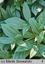 Viburnum davidi (kalina Davida)