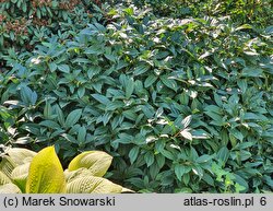 Viburnum davidi (kalina Davida)